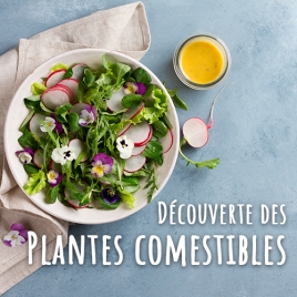 SLVIE RENNES - Découverte de plantes comestibles - Mercredi 19 mars
