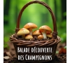 SLVIE ST MALO - Balade guidée Champignons le samedi 3 octobre 2026