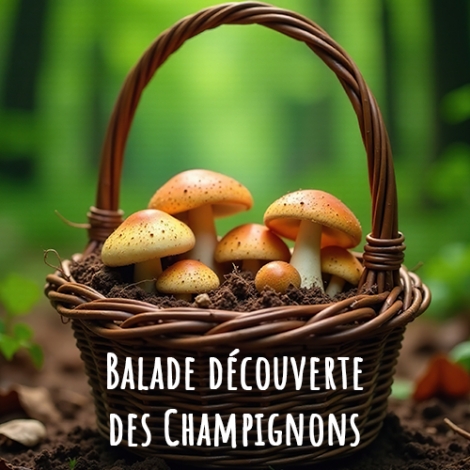 SLVIE ST MALO - Balade guidée Champignons le samedi 3 octobre 2026