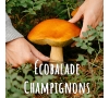 SLVIE RENNES - Ecobalade champignons à Vern - Samedi 31 octobre 2026