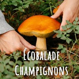 SLVIE RENNES - Ecobalade champignons à Vern - Samedi 31 octobre 2026